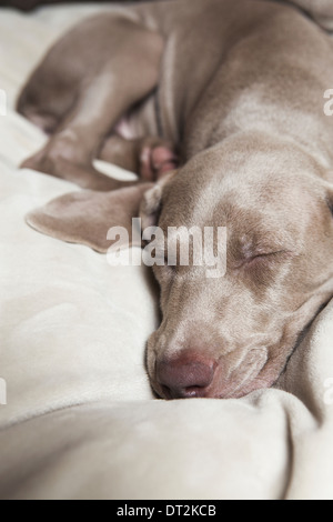 Ein Weimaraner Pedigree Welpen schlafen auf einem Bett Stockfoto