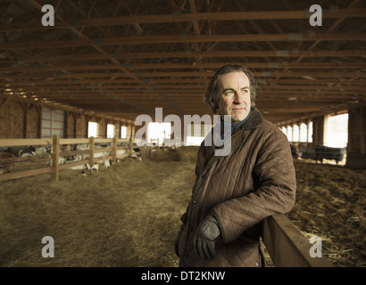 Ein Landwirt in einer Vieh Scheune mit Schafen am Lammzeit Stockfoto