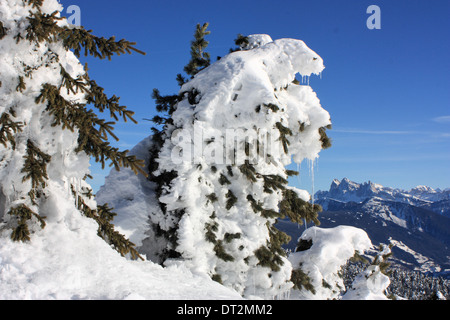 Schneebedeckte Latschenkiefer, Dolomiten Stockfoto