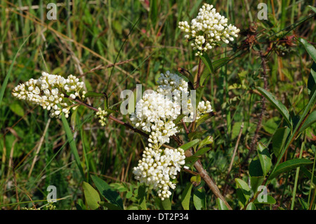 Wilde Blumen Liguster - Ligustrum Vulgare Qualitätsorientierung Dünen Stockfoto