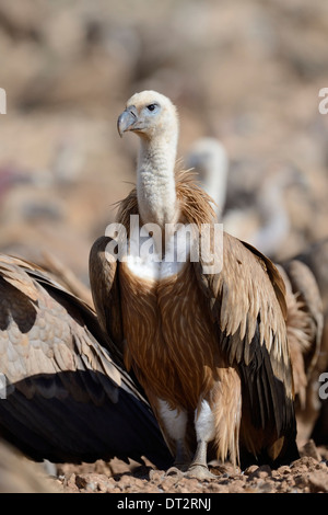 Gänsegeier (abgeschottet Fulvus), Porträt, stehen auf dem Boden, Pyrenäen, Katalonien, Spanien. Stockfoto