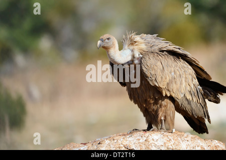 Griffon Vulture (abgeschottet Fulvus) Porträt, auf einem Felsen, Pyrenäen, Katalonien, Spanien. Stockfoto