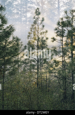 Eine kontrollierte Wald brennen, Nachwachsen zu helfen Stockfoto