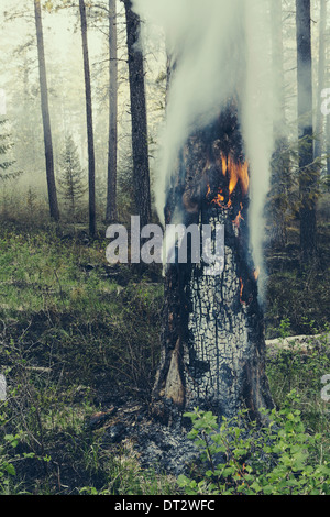 Eine kontrollierte Wald brennen, Nachwachsen zu helfen Stockfoto