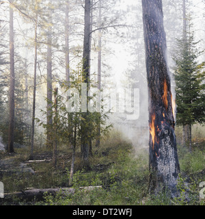 Eine kontrollierte Wald brennen, Nachwachsen zu helfen Stockfoto