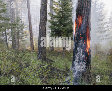 Eine kontrollierte Wald brennen, Nachwachsen zu helfen Stockfoto
