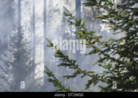 Eine kontrollierte Wald brennen, Nachwachsen zu helfen Stockfoto