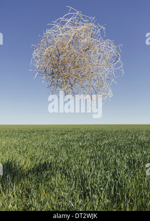 Wüsten-Beifuß Tumbleweed weht Stockfoto