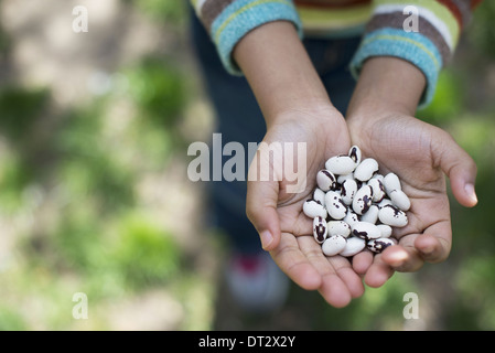 Ein kleiner Junge hält sich eine Handvoll Bohnen Stockfoto