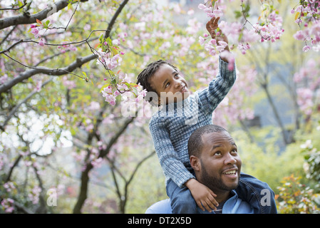 Sonnenschein und Kirschen blühen einen Vater gibt seinem Sohn eine Fahrt auf seinen Schultern Stockfoto