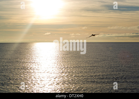Pelikan in der Silhouette über dem Golf von Mexiko in der Nähe von Sonnenuntergang fliegen Stockfoto