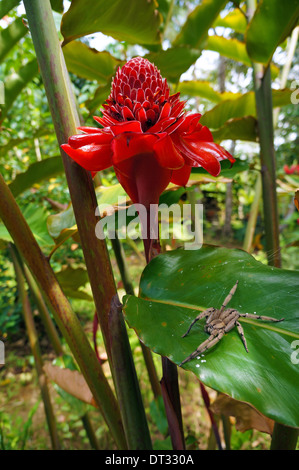 Fackel Ingwer Blume mit wandernden Spinne auf einem Blatt, Karibik, Costa Rica Stockfoto