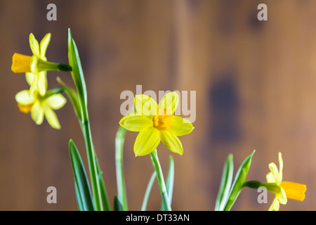 Narcissus Cyclamineus Tete ein Tete auf hölzernen Hintergrund Stockfoto