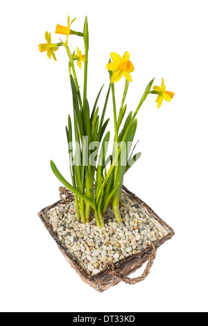 Narcissus Cyclamineus Tete ein Tete in einen kleinen Korb gefüllt mit Kies isoliert auf weißem Hintergrund Stockfoto