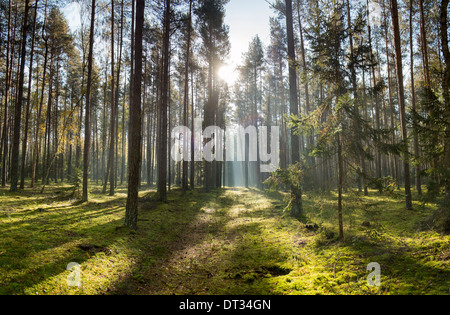 Lichtstrahl auf einen Pfad im Wald Stockfoto