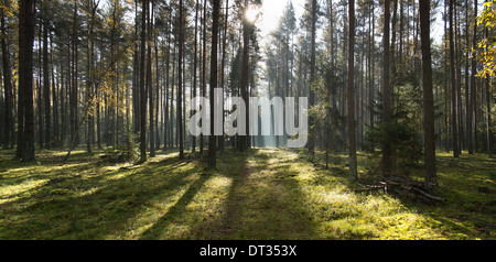 Lichtstrahl auf einen Pfad im Wald Stockfoto