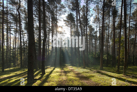 Lichtstrahl auf einen Pfad im Wald Stockfoto