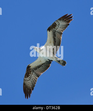 Steigenden Osprey vor blauem Himmel Stockfoto