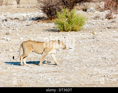 Eine Löwin im Etosha Nationalpark, Namibia Stockfoto