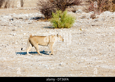 Eine Löwin im Etosha Nationalpark, Namibia Stockfoto