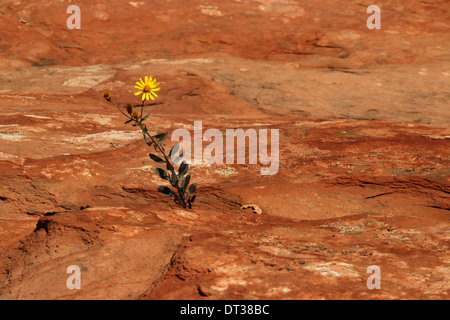 Sonnenblumen wachsen auf abgespeckte geschichtete Sandsteinfelsen, Süd-Utah Stockfoto