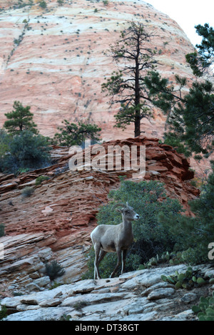 Wüste Bighorn Schafe in Zion National Park in Utah Stockfoto