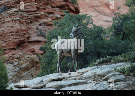Wüste Bighorn Schafe in Zion National Park in Utah Stockfoto