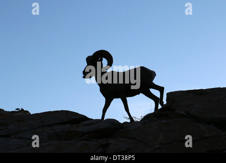 Silhouette Wüste Bighorn Schafe in Zion National Park in Utah Stockfoto