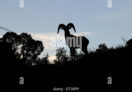 Silhouette Wüste Bighorn Schafe in Zion National Park in Utah Stockfoto