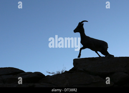 Silhouette Wüste Bighorn Schafe in Zion National Park in Utah Stockfoto