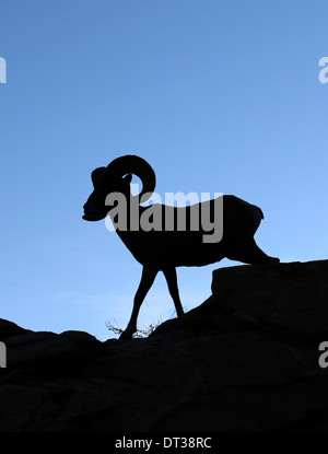 Silhouette Wüste Bighorn Schafe in Zion National Park in Utah Stockfoto