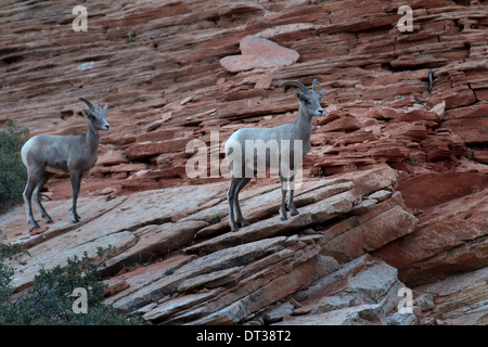 Wüste Bighorn Schafe in Zion National Park in Utah Stockfoto