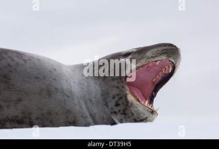 Seeleopard, Antarktis Stockfoto