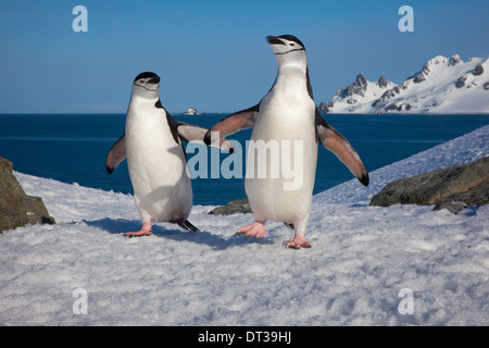 Kinnriemen Pinguine, Half Moon Island, Süd-Shetlandinseln, Antarktis Stockfoto