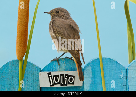 Vogel sitzend auf einem dekorierten Zaun mit Juli Motive und Buchstaben auf Spanisch, Querformat Stockfoto