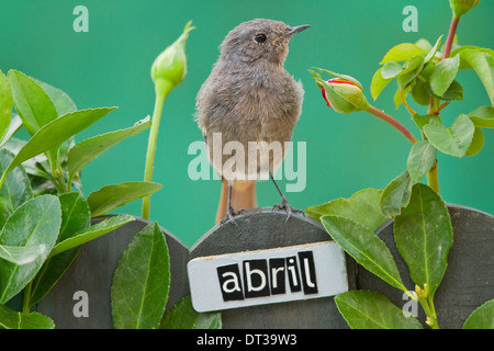 Vogel sitzend auf einem dekorierten Zaun mit April Motive und Buchstaben auf Spanisch, Querformat Stockfoto