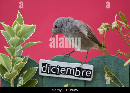 Vogel sitzend auf einem dekorierten Zaun mit Dezember Motive und Buchstaben auf Spanisch, Querformat Stockfoto