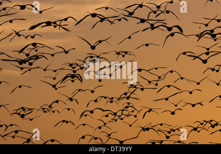 Schneegänse, Bosque Del Apache National Wildlife Refuge, New Mexico, USA Stockfoto