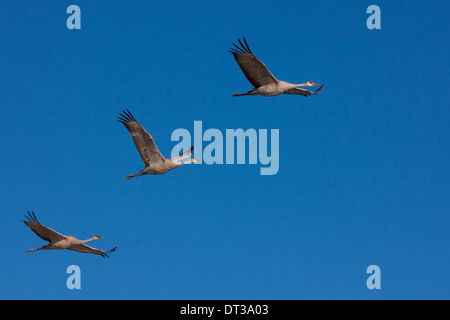 Kraniche, Bosque Del Apache National Wildlife Refuge, New Mexico, USA Stockfoto