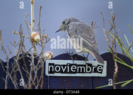 Vogel sitzend auf einem dekorierten Zaun mit November Motive und Buchstaben auf Spanisch, Querformat Stockfoto