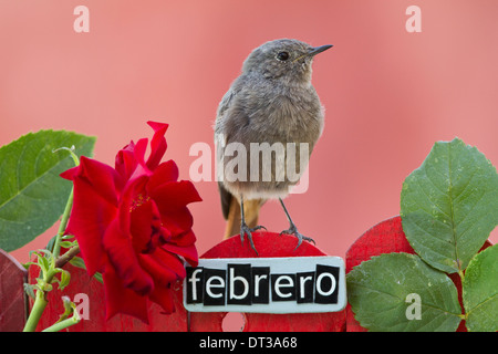 Vogel sitzend auf einem dekorierten Zaun mit Februar Motive und Buchstaben auf Spanisch, Querformat Stockfoto