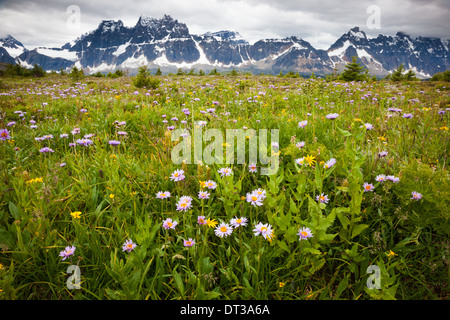 Wildblumen, Jasper Nationalpark, Alberta, Kanada Stockfoto