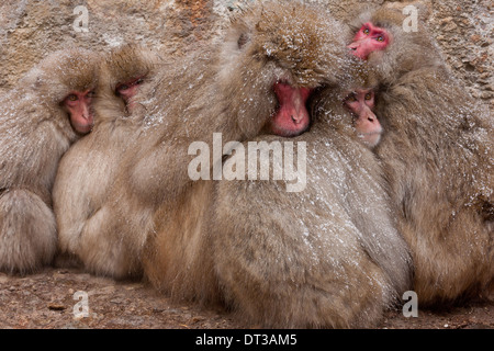 Japanischen Makaken, japanischen Alpen, Insel Honshu, Japan Stockfoto