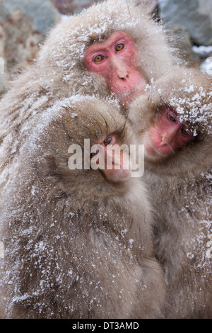 Japanischen Makaken, japanischen Alpen, Insel Honshu, Japan Stockfoto