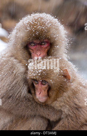 Japanischen Makaken, japanischen Alpen, Insel Honshu, Japan Stockfoto