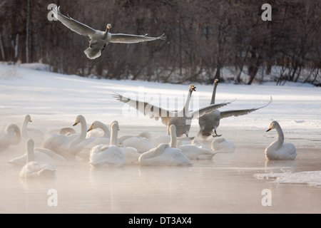 Cygnus Cygnus, Singschwäne, auf einem zugefrorenen See in Hokkaido. Stockfoto