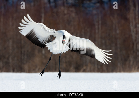 Japanische Kran, Hokkaido, Japan Stockfoto