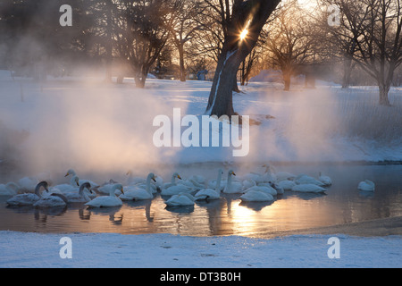 Whooper Schwäne, Hokkaido, Japan Stockfoto