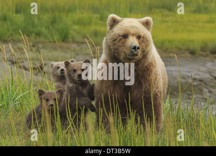 Braunbär-Sau und Jungtiere, Lake-Clark-Nationalpark, Alaska, USA Stockfoto