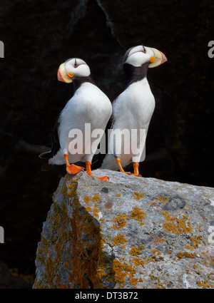 White-chested Papageientaucher, Fratercula Corniculata, gehörnten Papageientaucher, Lake-Clark-Nationalpark, Alaska, USA. Stockfoto